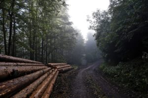 Der Morgennebel lichtet sich langsam