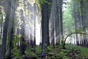 Strahlenglanz der Sonne im Dunst der feuchten Waldluft