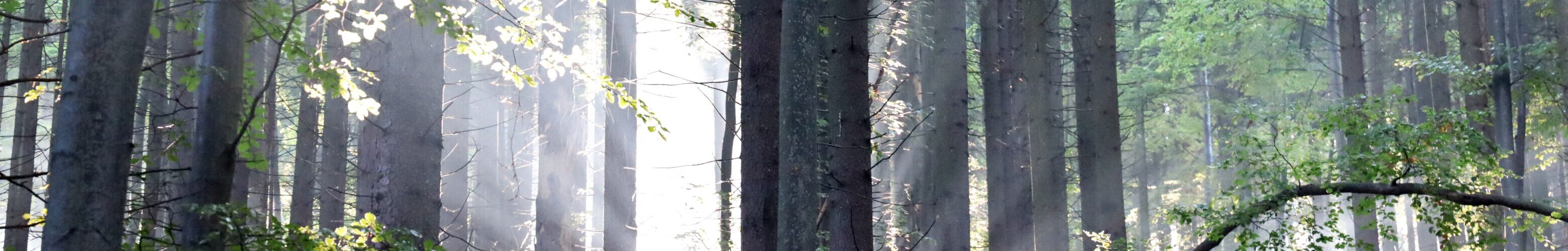 Strahlenglanz der Sonne im Dunst der feuchten Waldluft