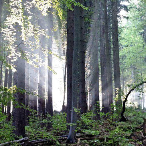 Strahlenglanz der Sonne im Dunst der feuchten Waldluft