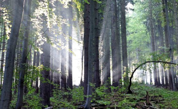 Strahlenglanz der Sonne im Dunst der feuchten Waldluft