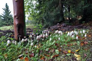 An der Hirtenwiese eine Ansammlung Schopf-Tintlinge