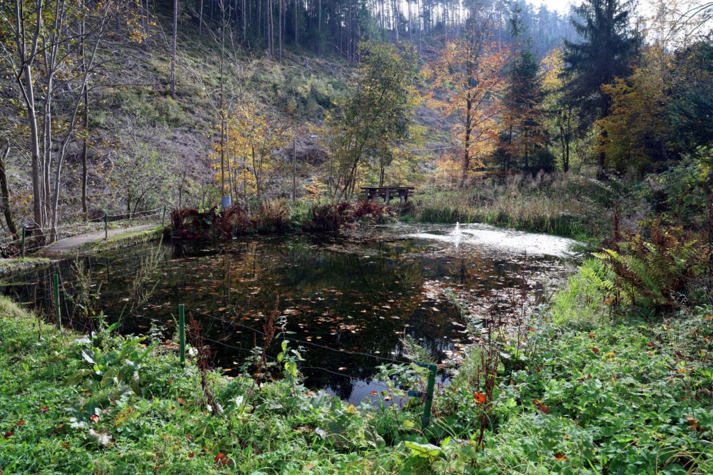 Teich am Kohlbach