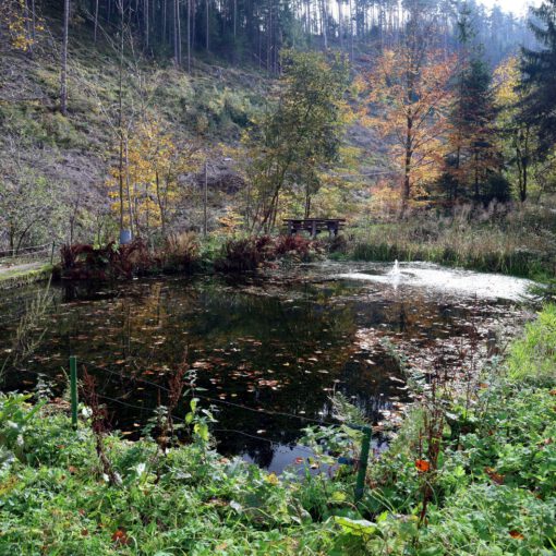 Teich am Kohlbach