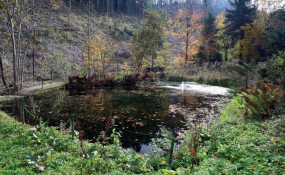 Teich am Kohlbach