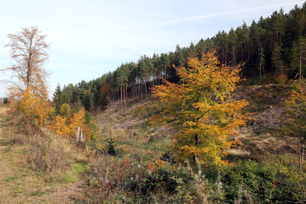 Herbstliche Blätterfärbung