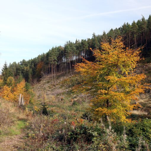 Herbstliche Blätterfärbung