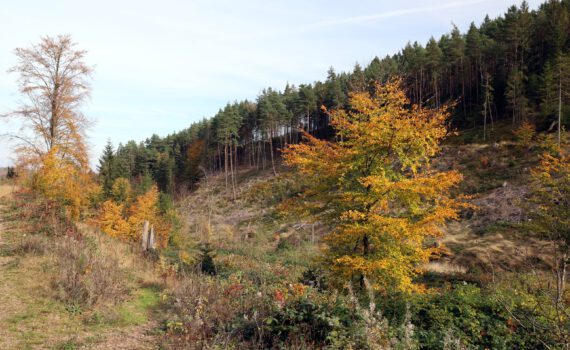 Herbstliche Blätterfärbung