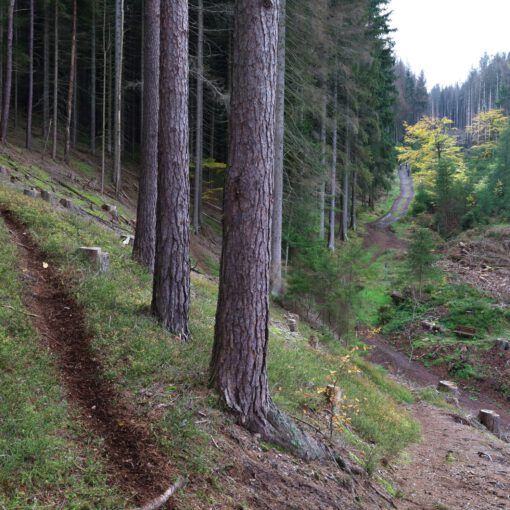 Ein wilder MTB Trail