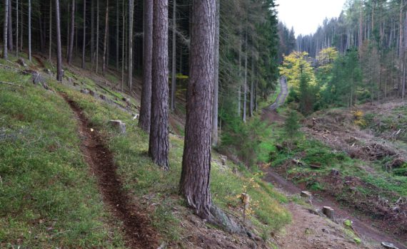 Ein wilder MTB Trail