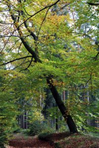 Auf dem Goethewanderweg zwischen Oberen und Mittlerem Berggrabenweg